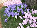 Hyacinths under tree_2